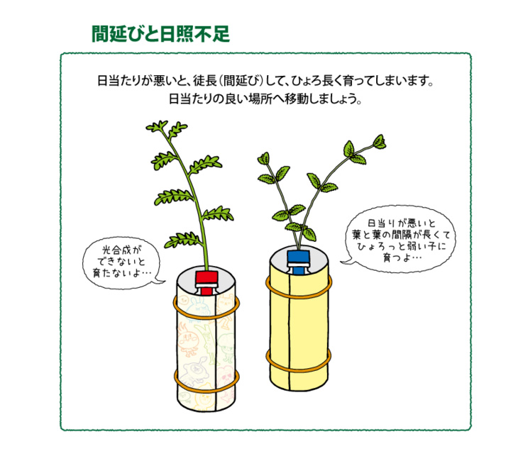 ペットマト 人気 育た ない