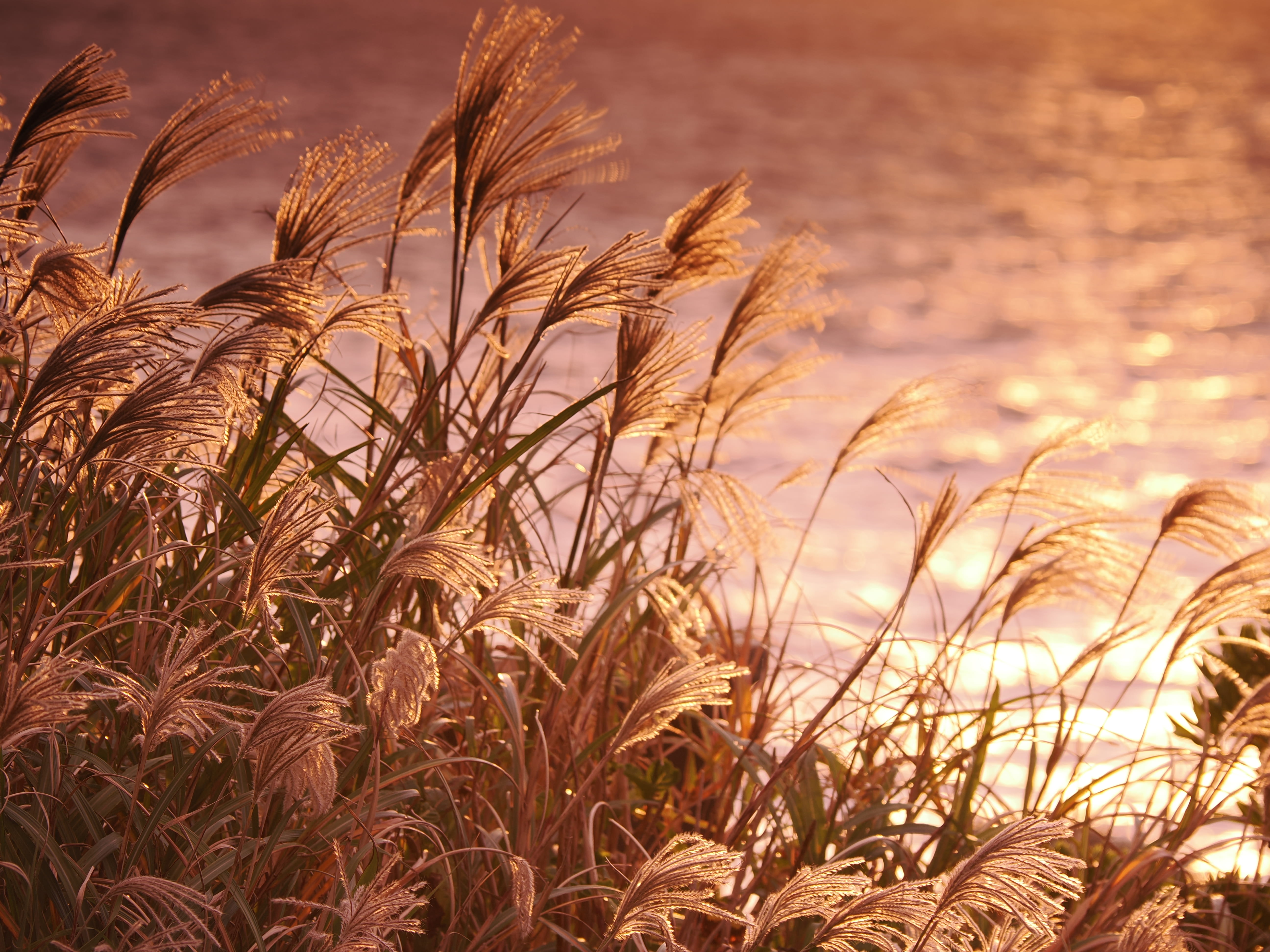 OM SYSTEM OM-3 M.ZUIKO DIGITAL ED 12-100mm F4.0 IS PRO 1/160�b,F4.0,ISO200, +0.3EV,WB�I�[�g�@�J���[�N���G�[�^�[�A���C�uGND(ND8,Soft)