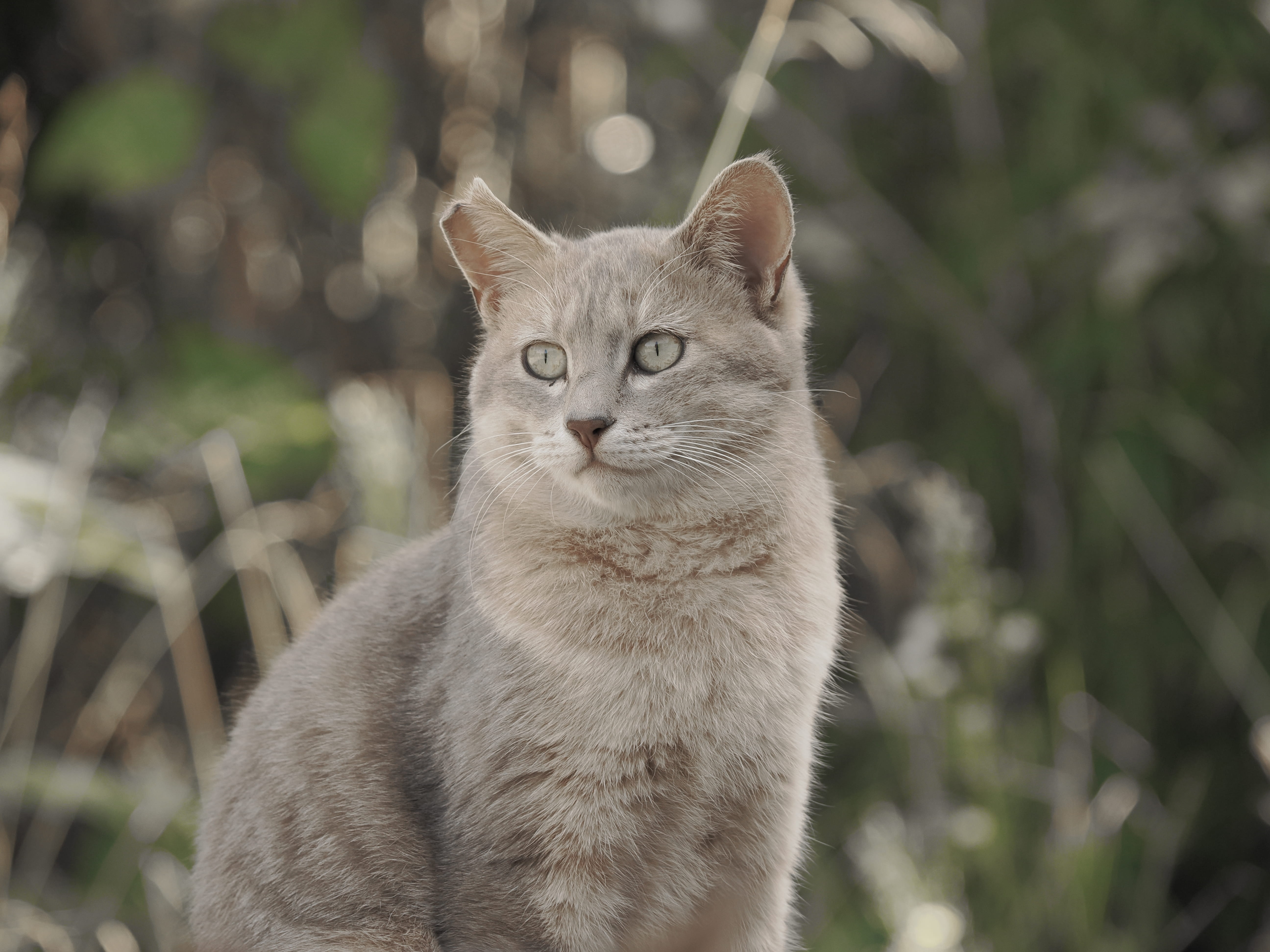 OM SYSTEM OM-3 M.ZUIKO DIGITAL ED 12-100mm F4.0 IS PRO 1/400�b,F4.0,ISO500, -0.3EV,CWB 12000K�@�J���[�v���t�@�C���R���g���[��